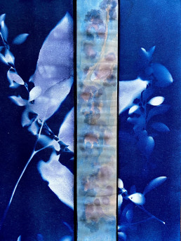 Seed 244 - Marcia Brauer